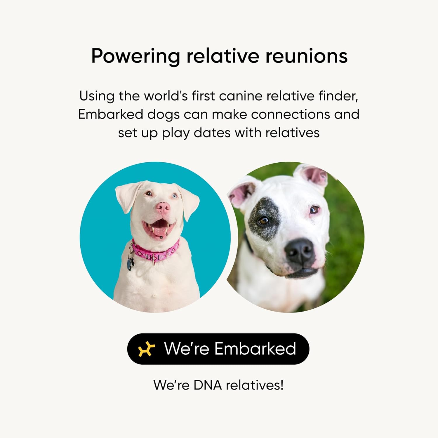 Embark Vet Breed Identification Kit: Most Accurate Dog DNA Test
