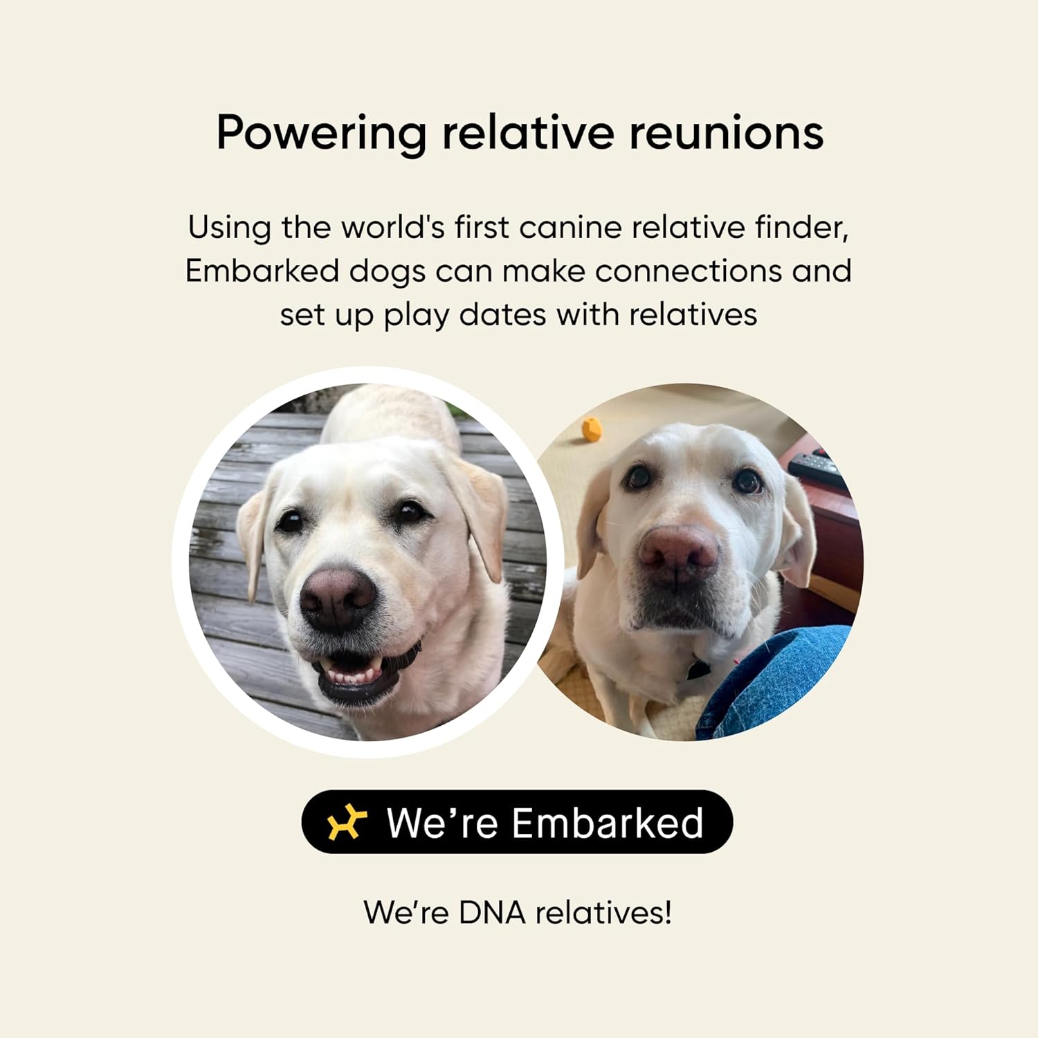 Embark Vet Breed & Health Dog DNA Test – Discover Your Dog's Secrets